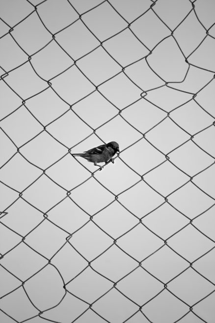 avian-bird-black-and-white-1813806
